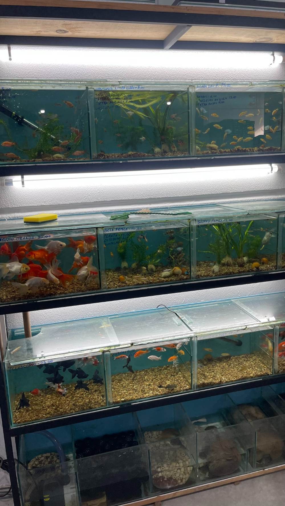 Estante com aquários iluminados e peixes ornamentais na área de aquarismo da loja.