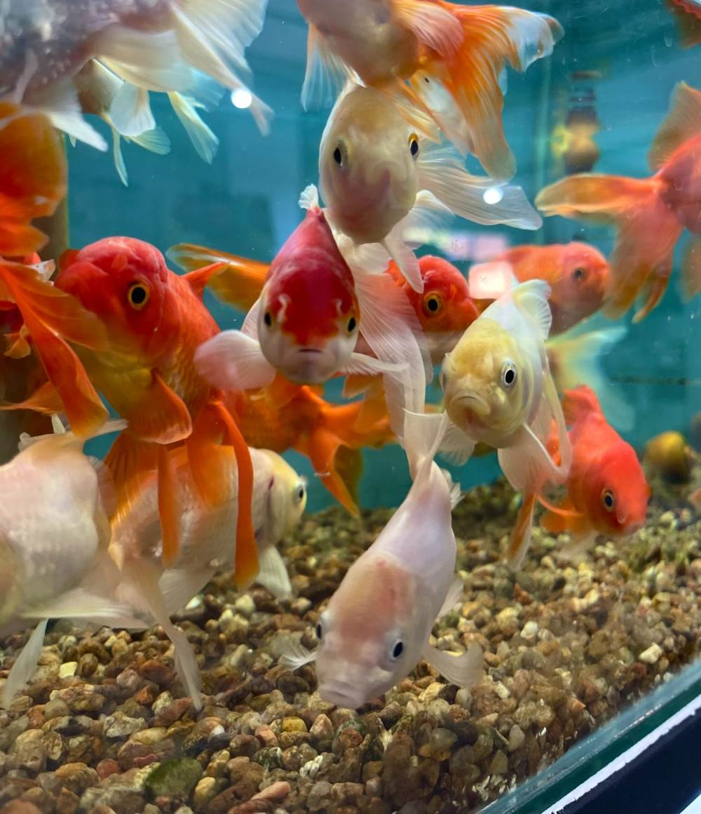 Peixes ornamentais em um dos aquários da área de aquarismo da loja.